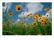 View - Wild-Sunflowers-in-a-Field-Photographic-Print-C11958655